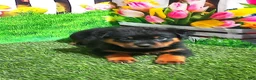 Rottweiler dogs for sale: Moose - Ad 3