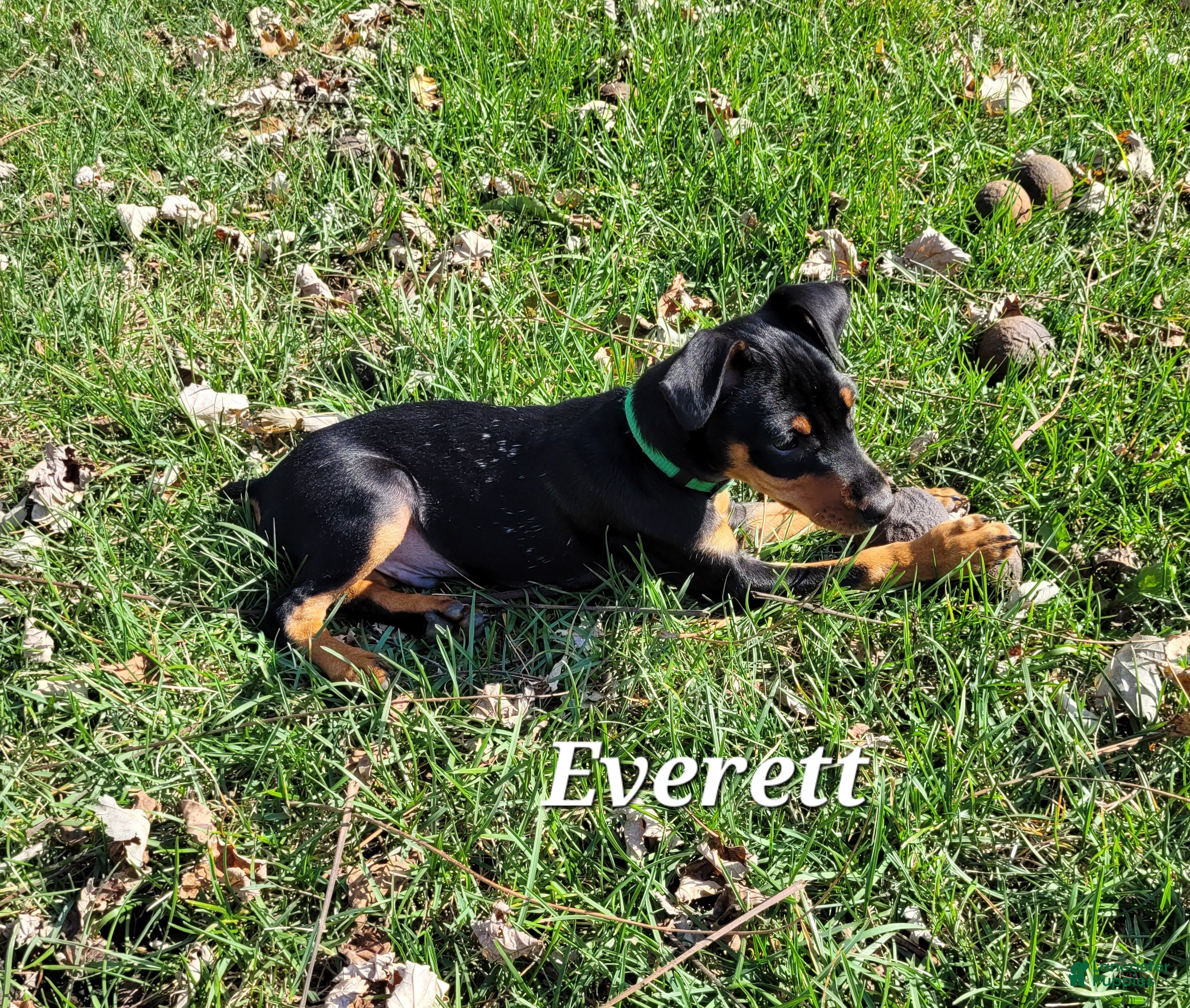 Miniature Pinscher dogs Miniature Pinscher Puppy 3 - Ad 3