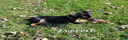 Miniature Pinscher dogs for sale: Miniature Pinscher Puppy 3 - Ad 1