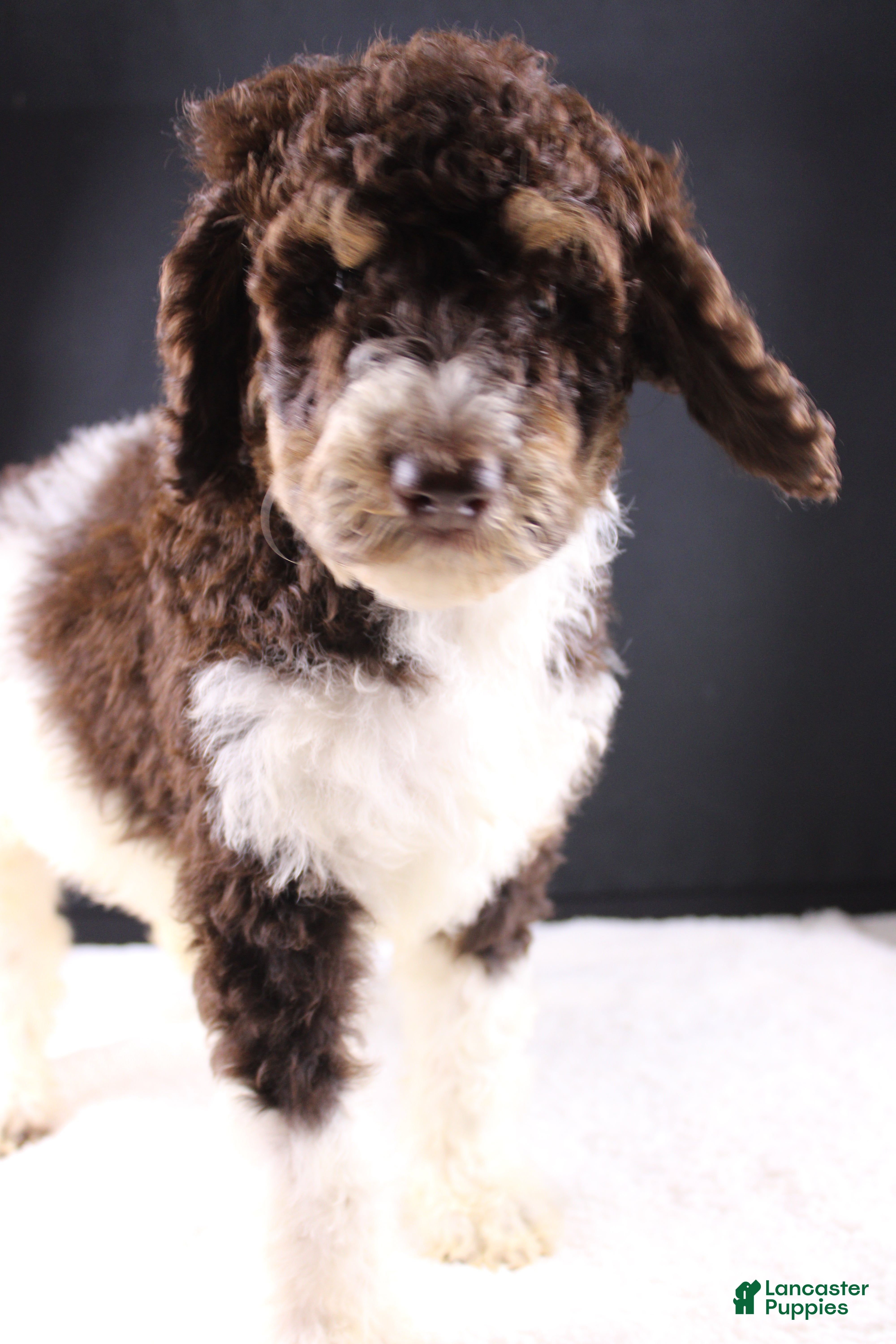 Standard Poodle dogs Loretta L - Ad 16