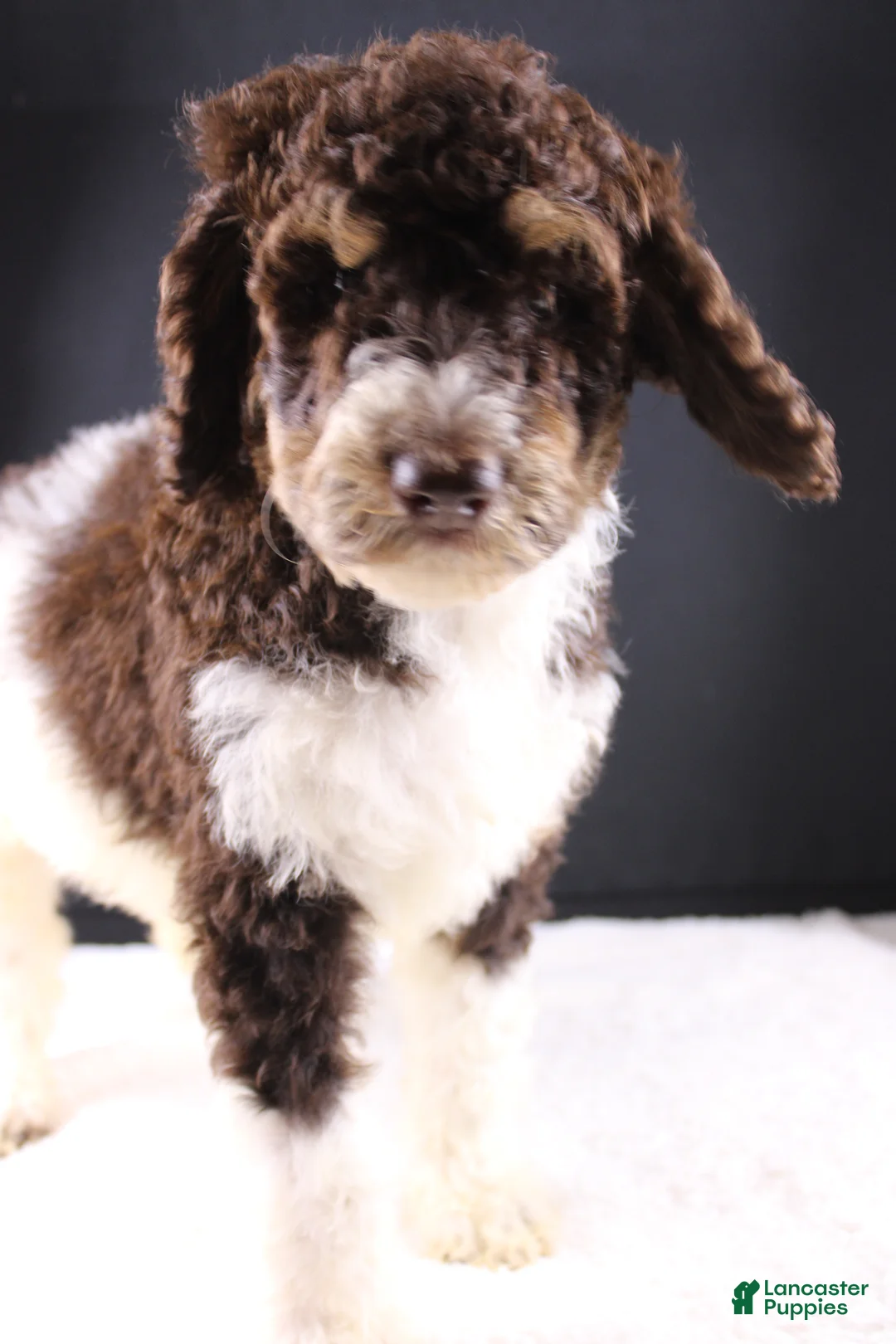 Standard Poodle dogs for sale: Loretta L - Ad 1
