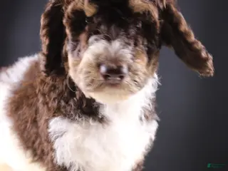 Standard Poodle dogs Loretta L - Ad 16
