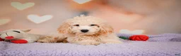 Cavapoo dogs for sale: pete - Ad 5