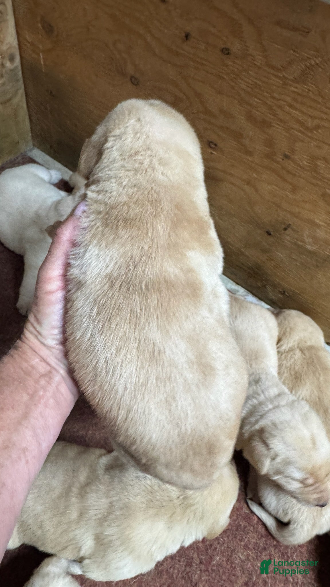 Labrador Retriever dogs Labrador Retriever 6 - Ad 2
