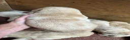 Labrador Retriever dogs for sale: Labrador Retriever 6 - Ad 2