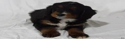 Bernedoodle dogs for sale: Buddy - Ad 3