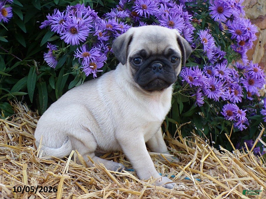 Daisy (Pug, Female) in Williamsburg, PA