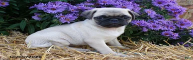 Daisy