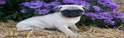 Pug dogs for sale: Daisy - Ad 1
