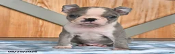 Boston Terrier dogs for sale: Baxter - Ad 3
