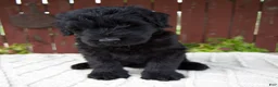 Giant Schnauzer dogs for sale: Tucker - Ad 6