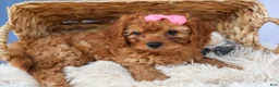 Cavapoo dogs for sale: TAMMY - Ad 11