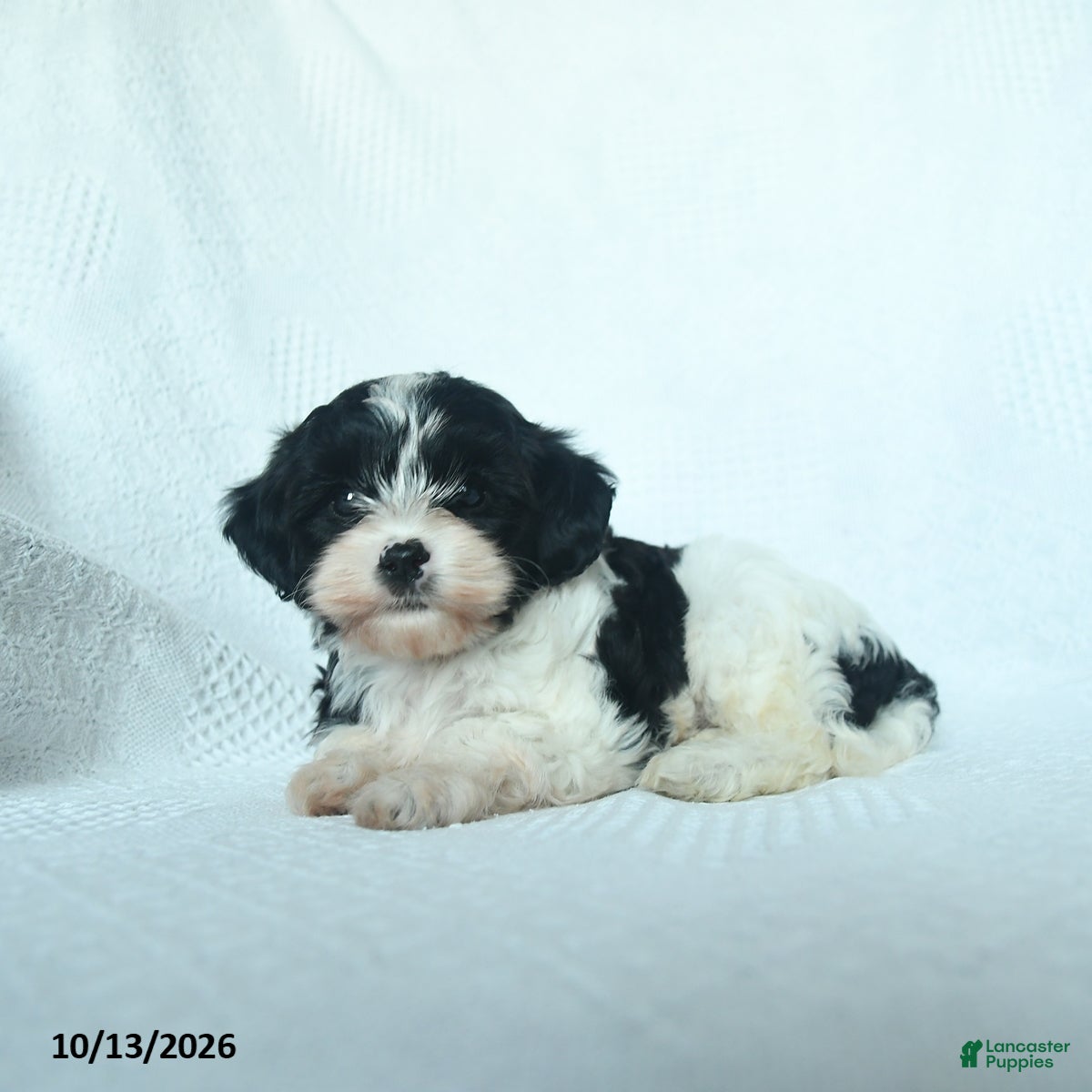Mixed Breed dogs Cider - Ad 2