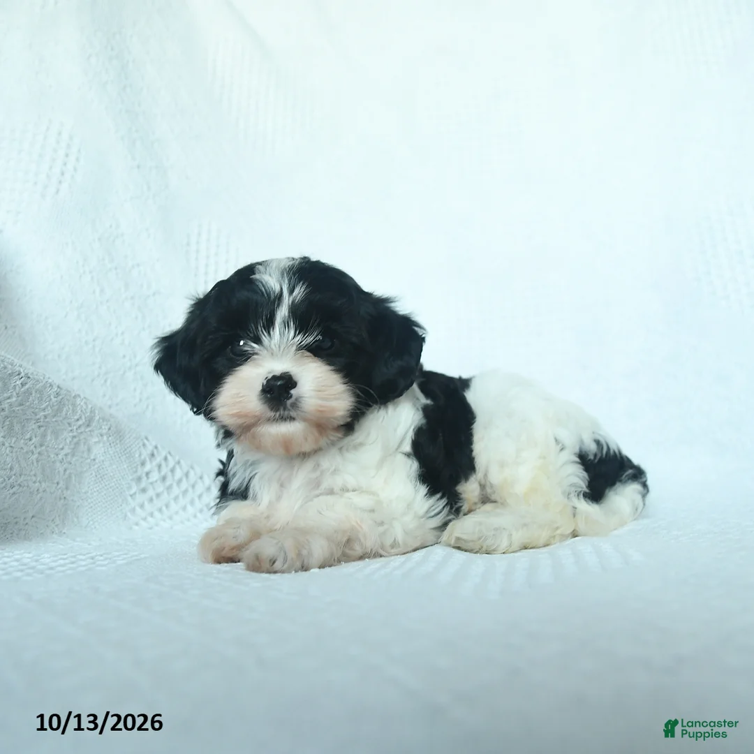 Mixed Breed dogs for sale: Cider - Ad 2