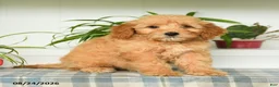 Mini Goldendoodle dogs for sale: Taylor - Ad 5