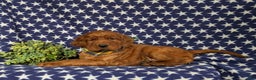 Irish Setter dogs for sale: Chase - Ad 6