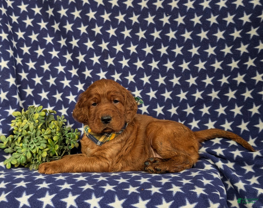Irish Setter dogs for sale: Chase - Ad 6
