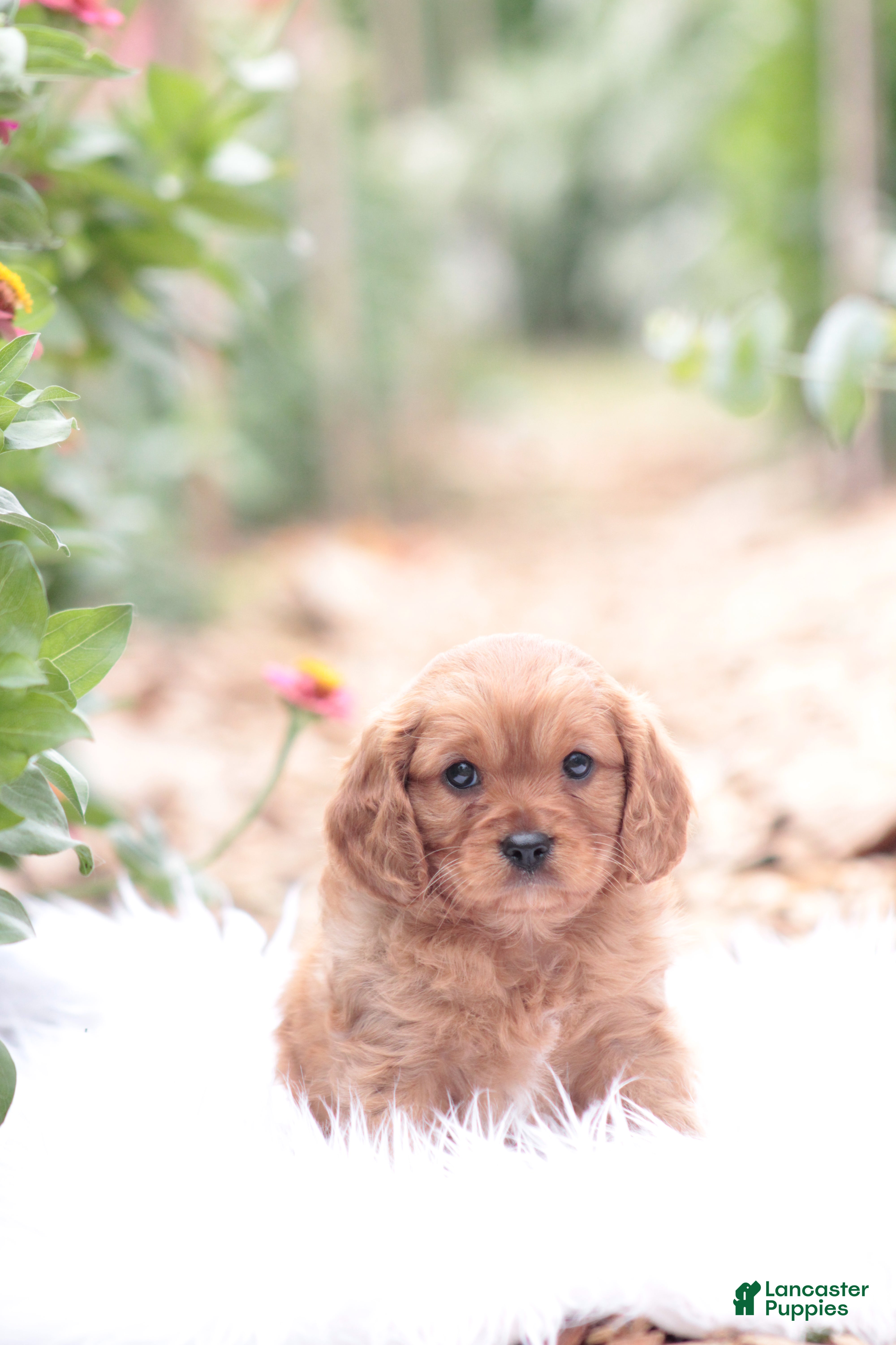 Cavapoo dogs Tom - Ad 20