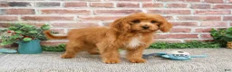 Cavapoo dogs for sale: Boone - Ad 2