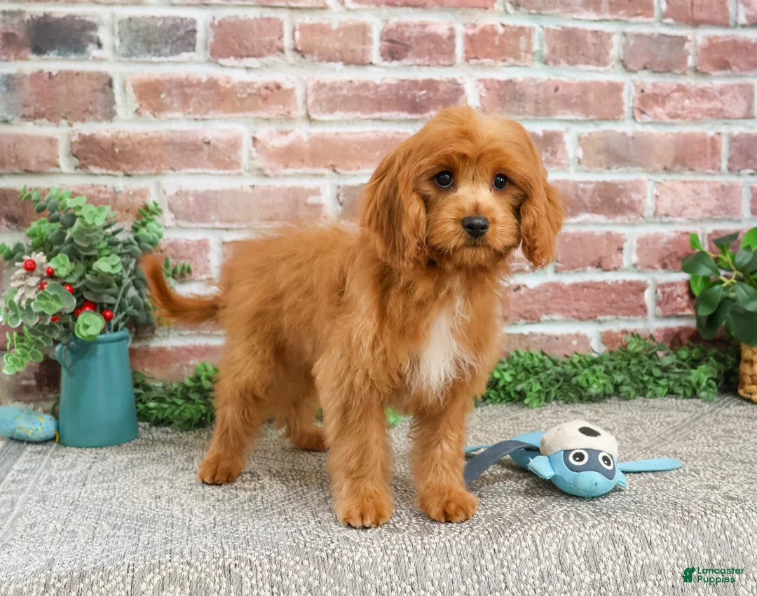 Cavapoo dogs for sale: Boone - Ad 2