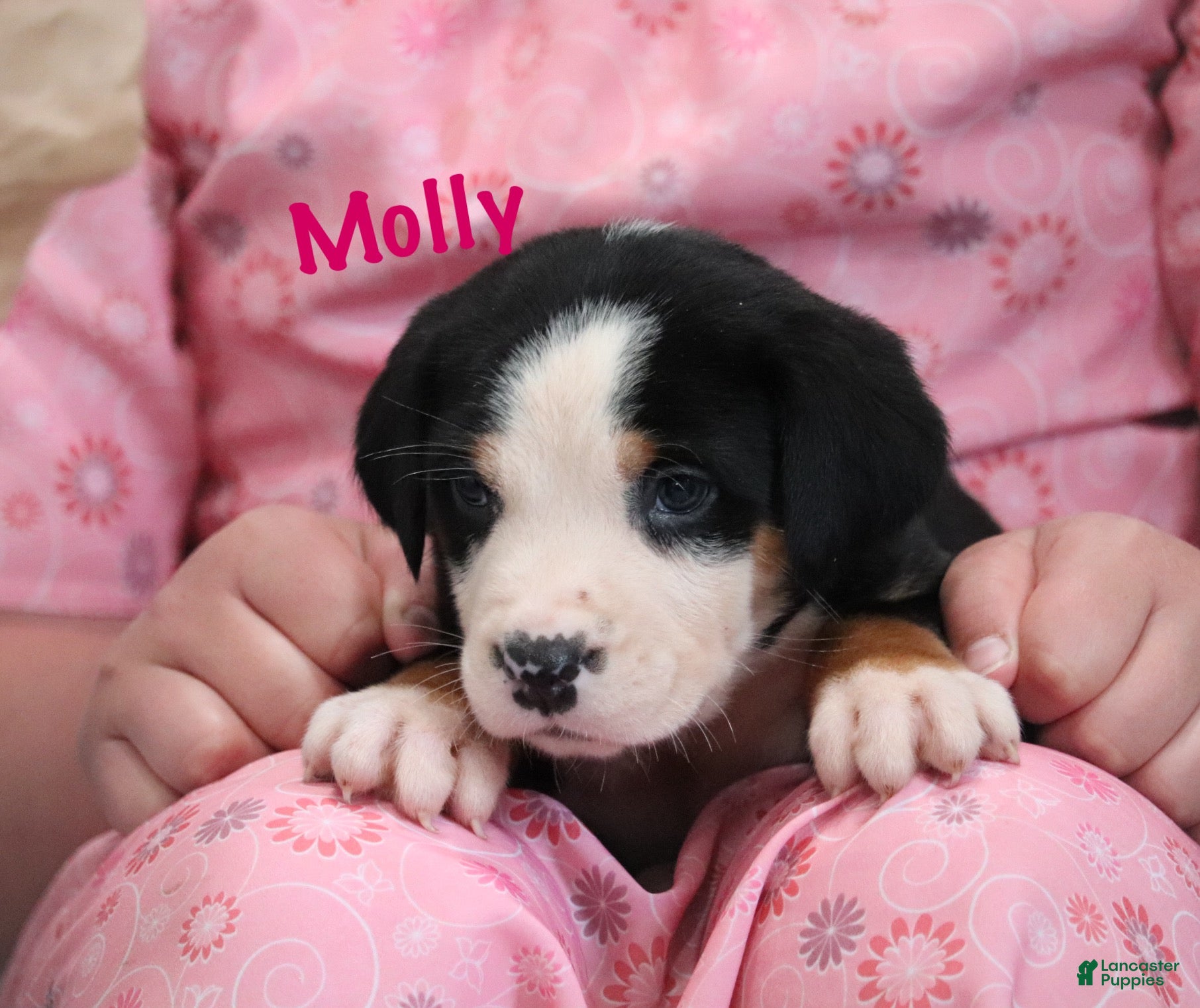 Greater Swiss Mountain Dog dogs Greater Swiss Mountain Dog Puppy 3 - Ad 2