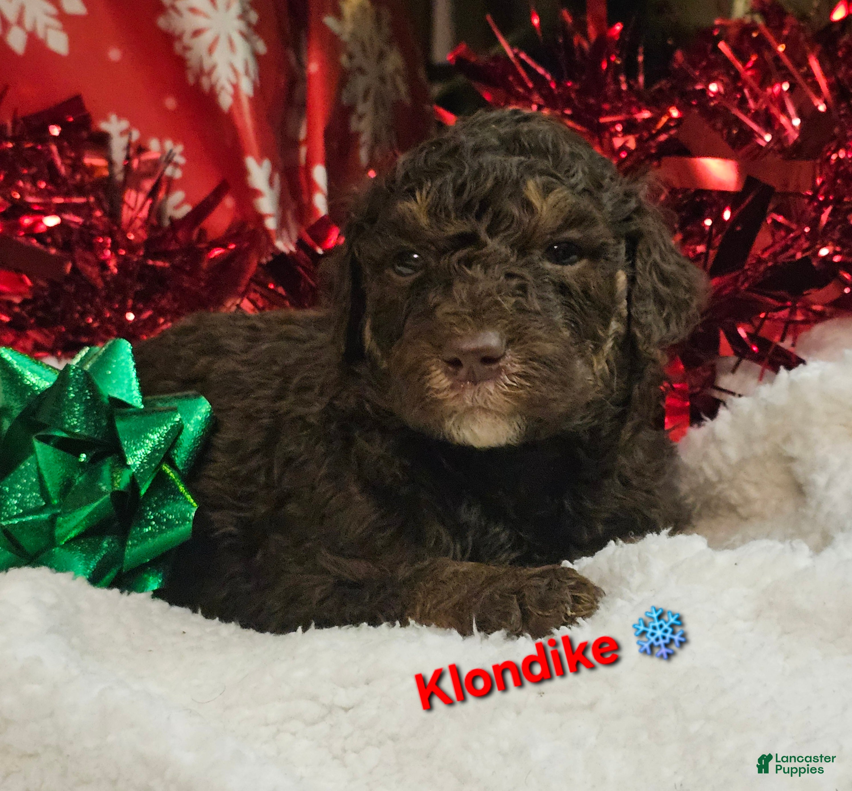 Goldendoodle dogs Klondike  - Ad 4