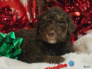 Goldendoodle dogs Klondike - Ad 27