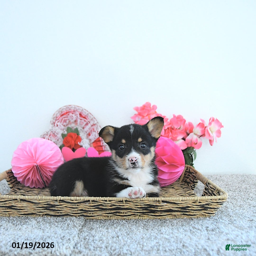 Welsh Corgi Pembroke dogs for sale: Jack  - Ad 4
