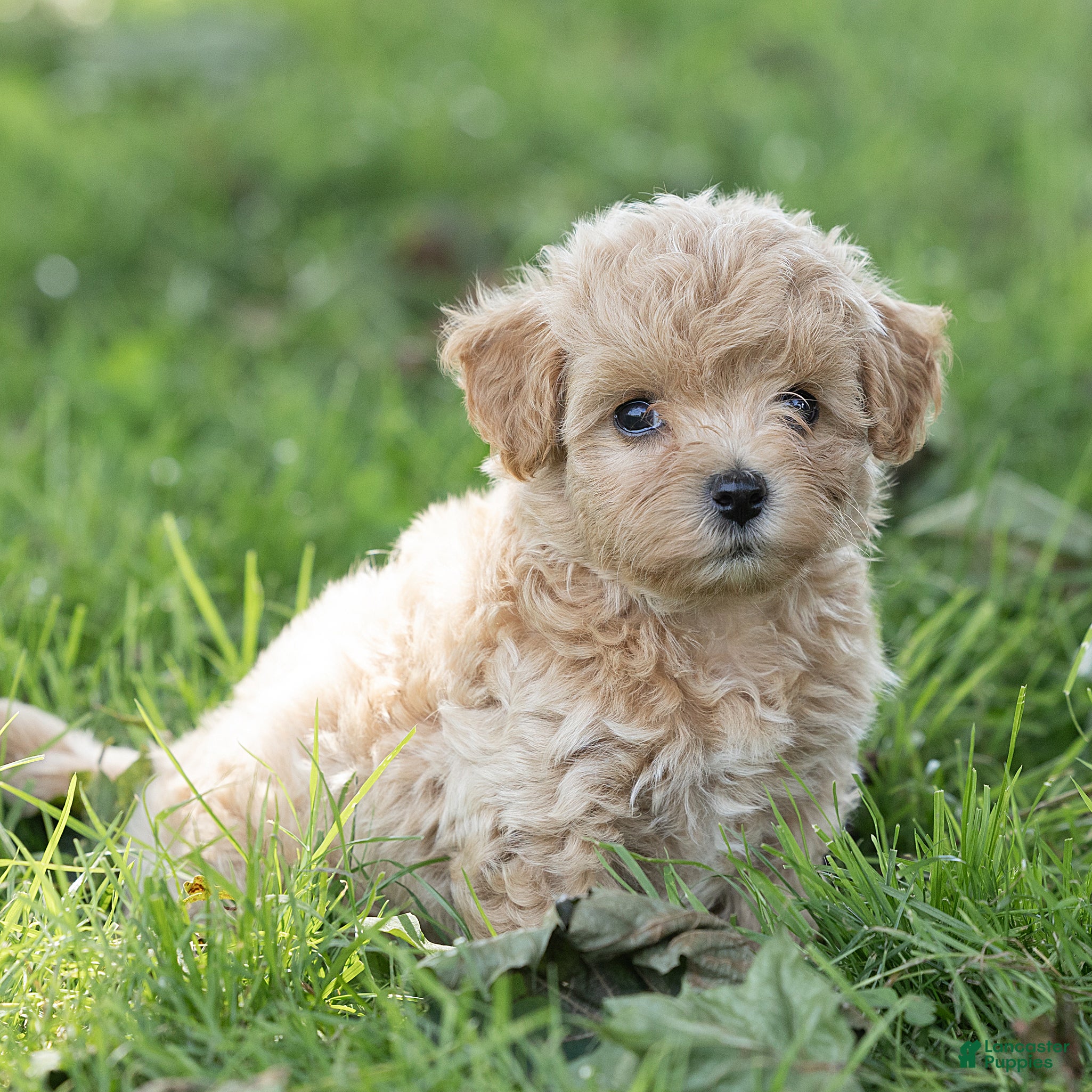 Maltipoo dogs Oliver Maltipoo  - Ad 1