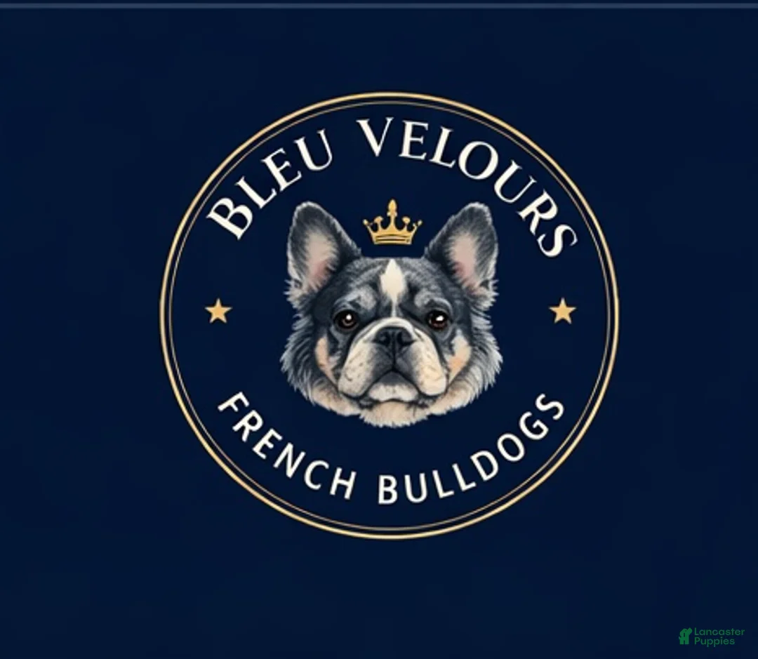 French Bulldog dogs for sale: Manny - Ad 2