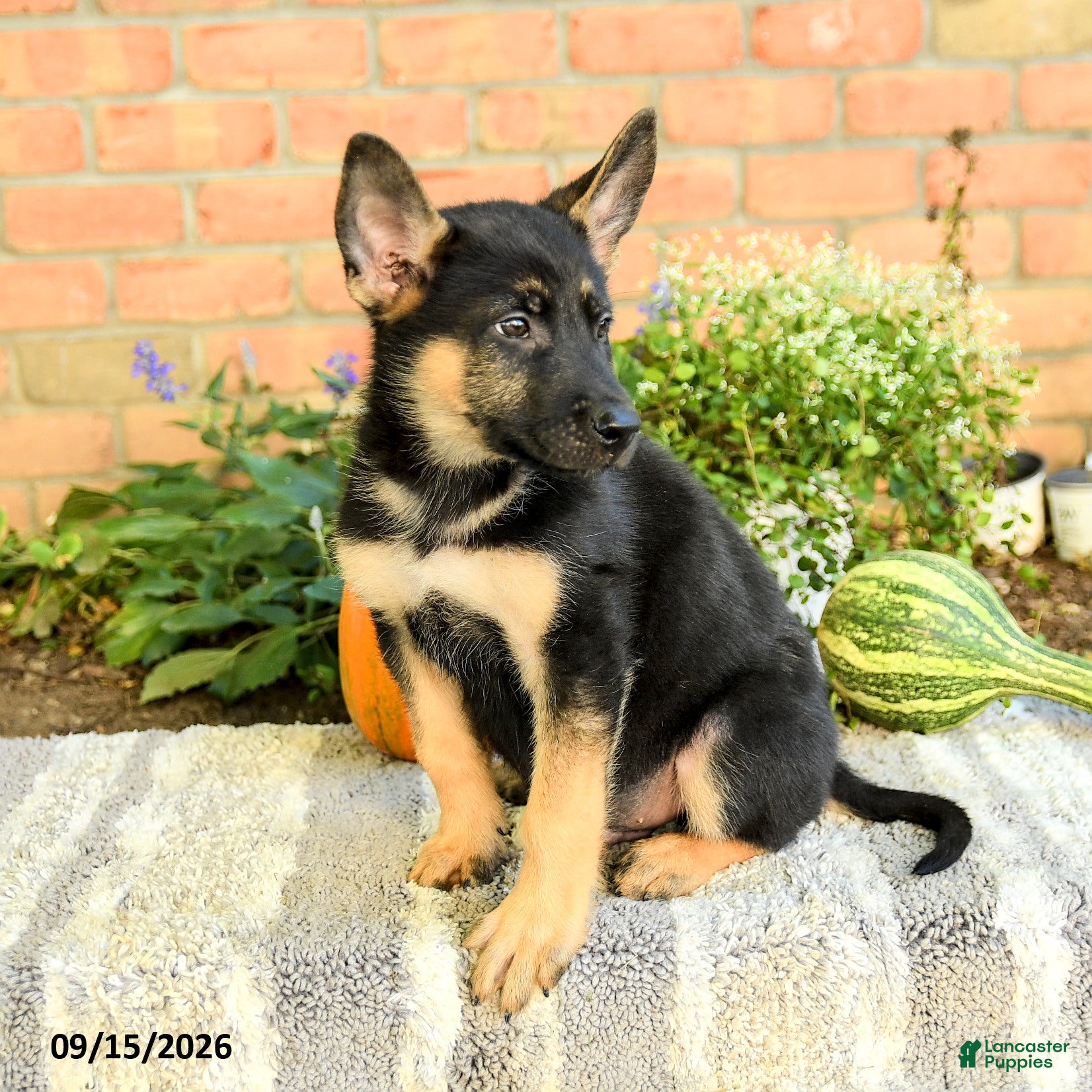 Gerberian Shepsky dogs Tyler - Ad 2