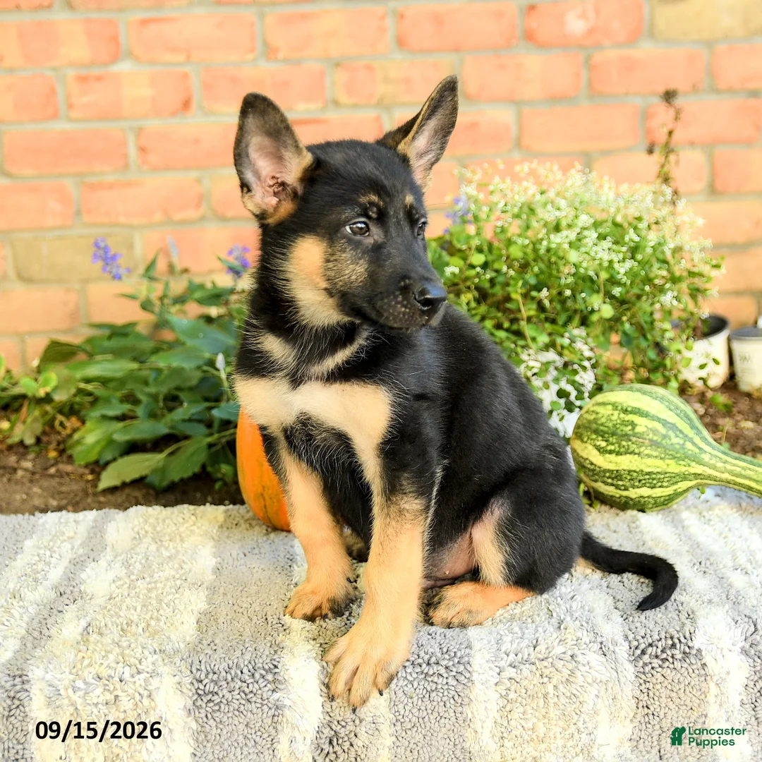 Gerberian Shepsky dogs for sale: Tyler - Ad 2