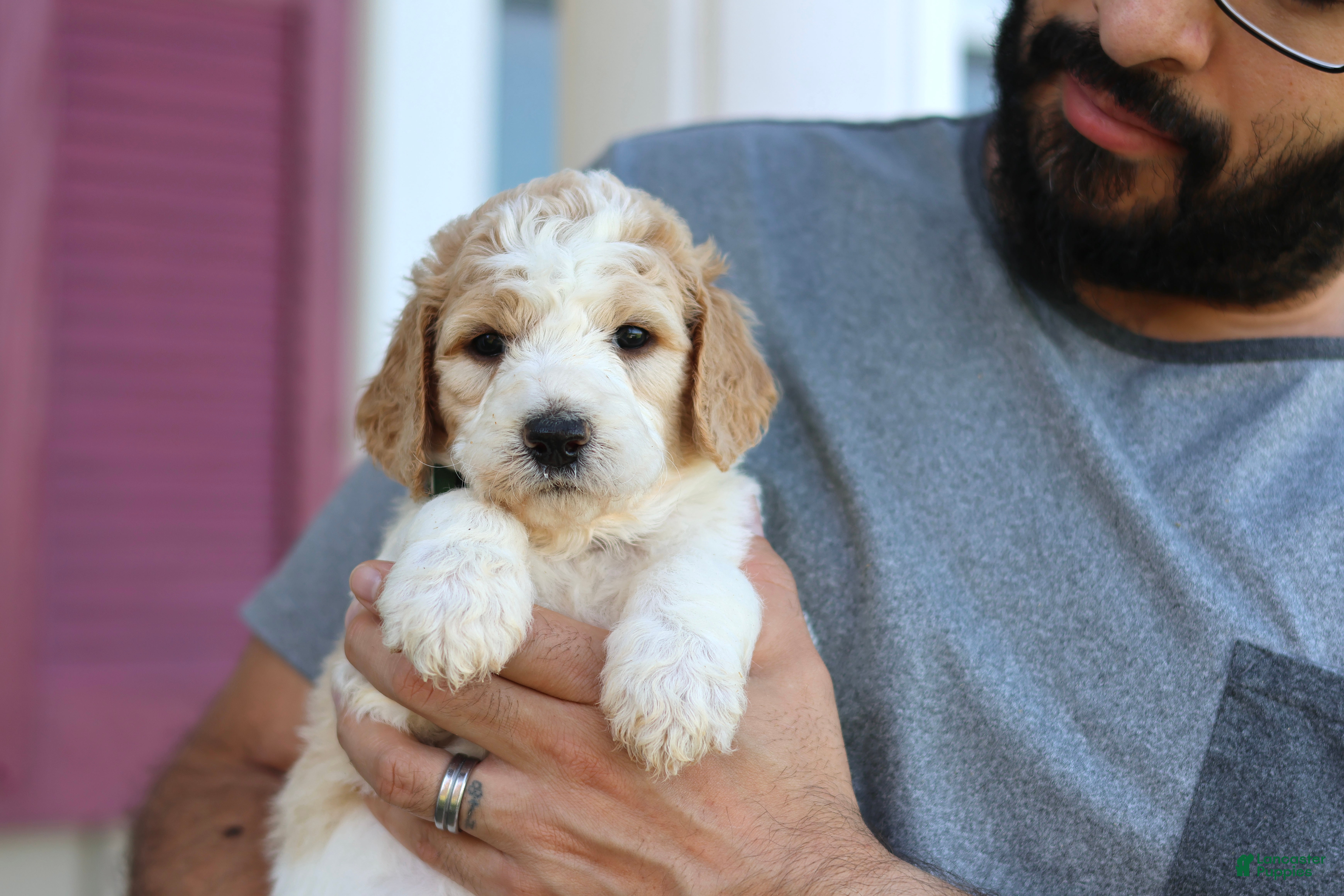 Goldendoodle dogs for sale: Winnie  - Ad 22