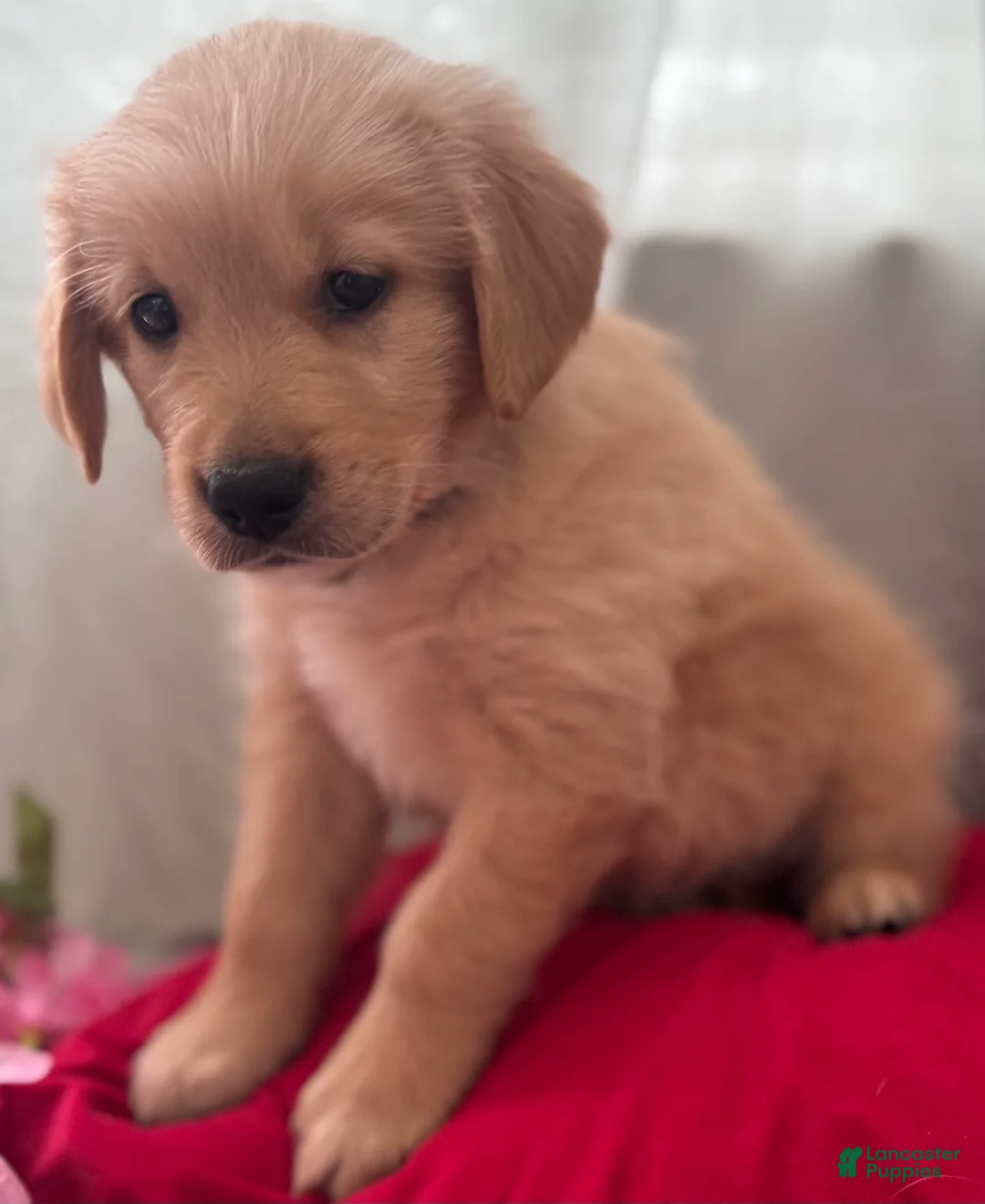 Mixed Breed dogs for sale: Purple Collar - Ad 4