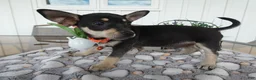 Chihuahua dogs for sale: Chihuahua 1 Cory - Ad 3