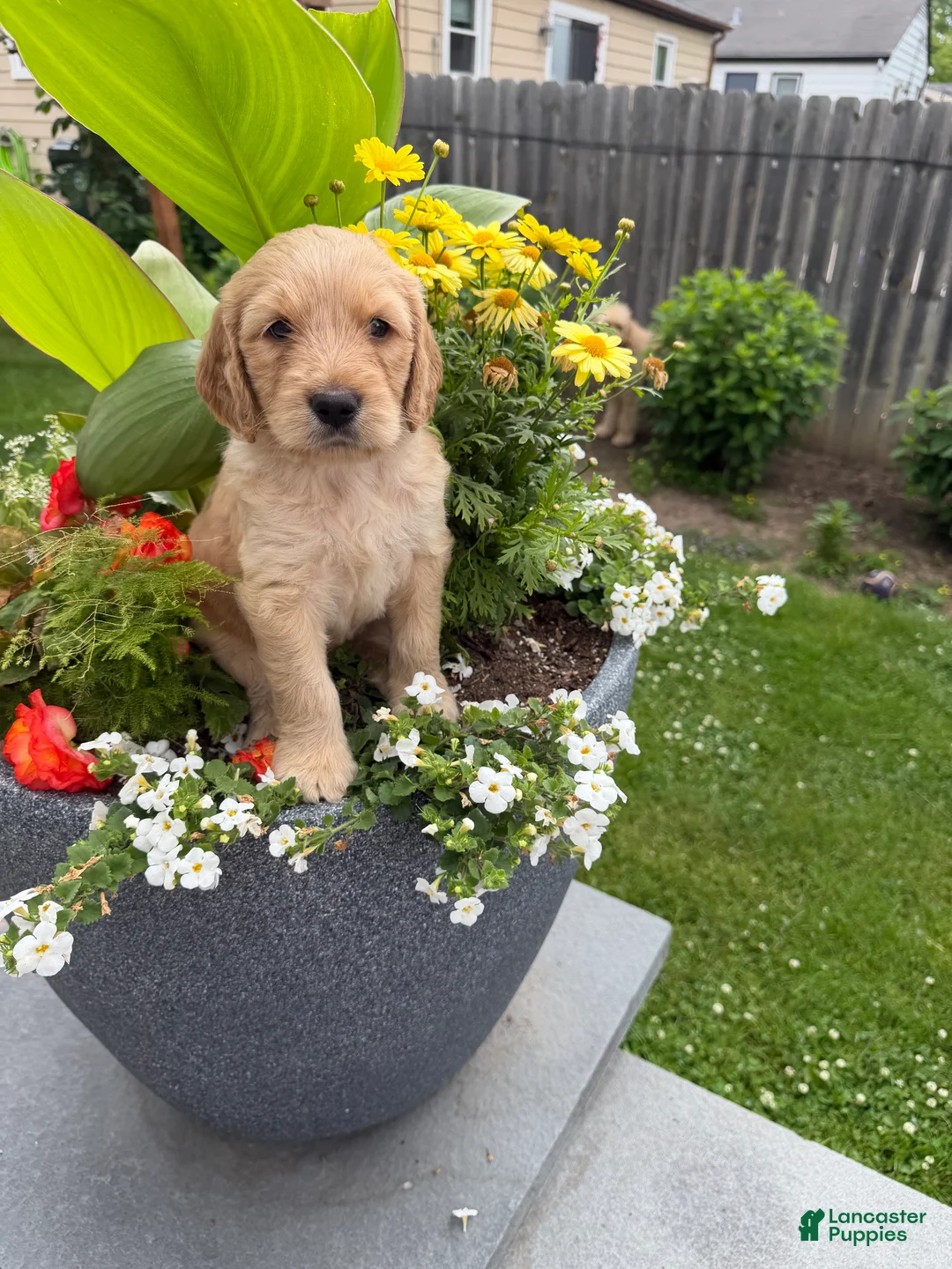 Goldendoodle dogs for sale: Goldendoodle 4 - Ad 2