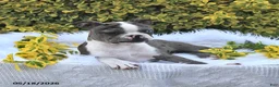 Boston Terrier dogs for sale: Brooklyn - Ad 10