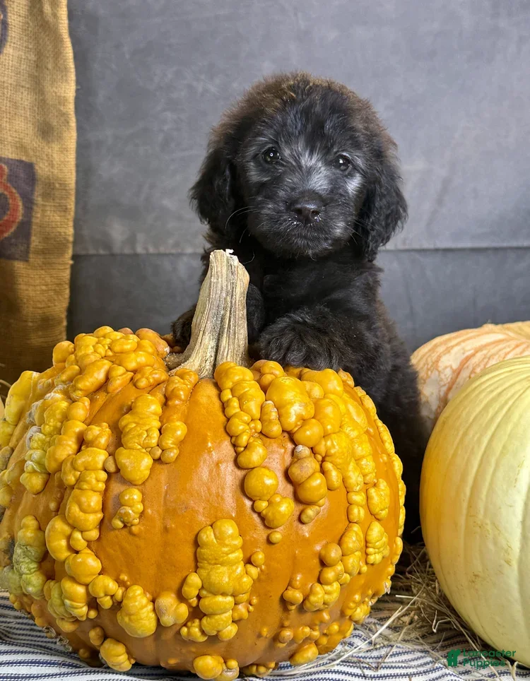Goldendoodle dogs Peaches - Ad 2