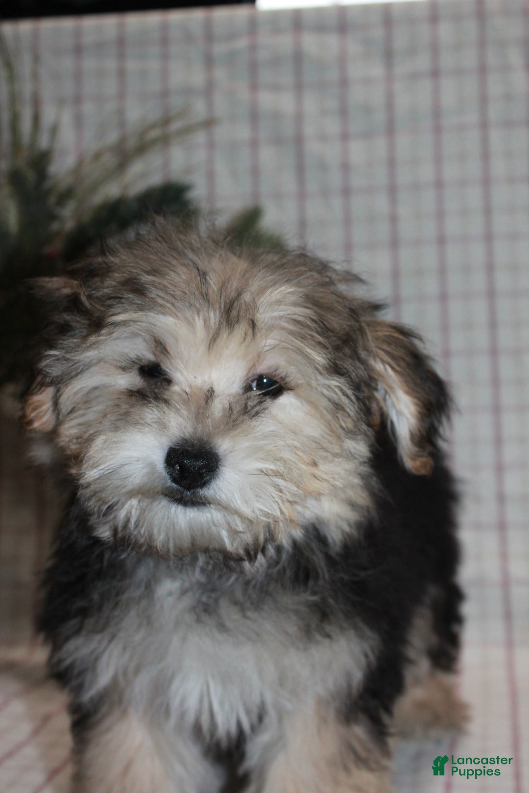 Yochon dogs for sale: Racal - Ad 3