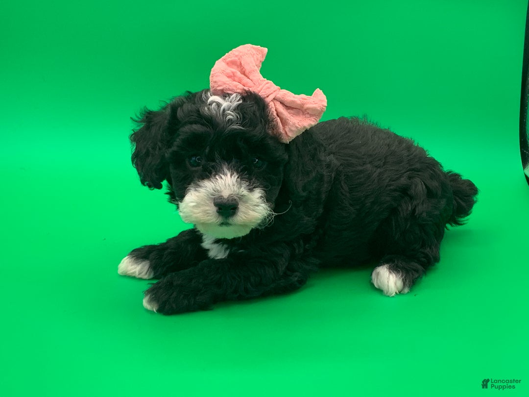 Toy Poodle dogs for sale: betsy - Ad 5