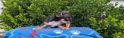 Chihuahua dogs for sale: Yogi - Ad 4