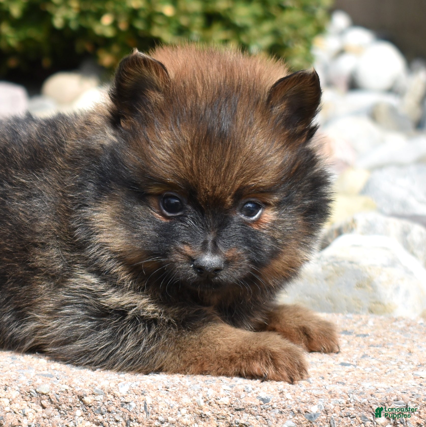 Pomeranian dogs Poppy  - Ad 2