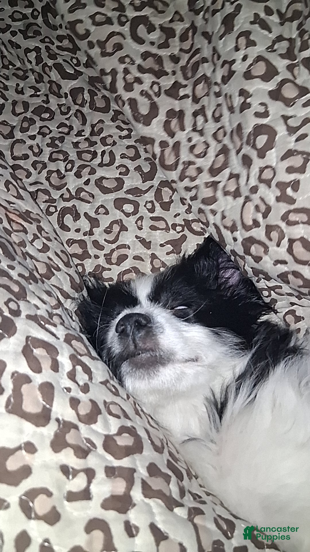 Mixed Breed dogs Mixed Breed Puppy 2 - Ad 25