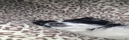 Mixed Breed dogs for sale: Mixed Breed Puppy 2 - Ad 1