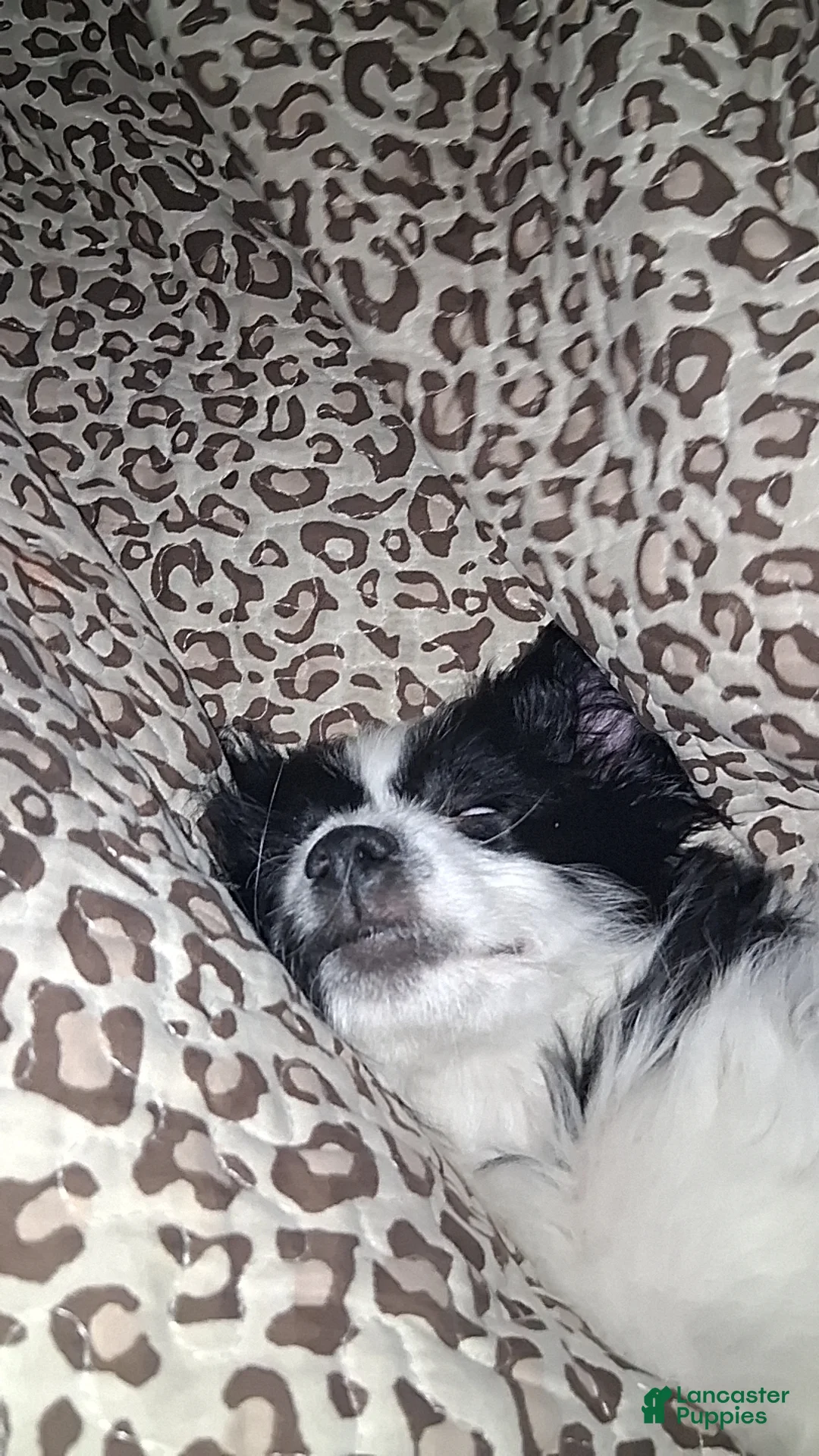 Mixed Breed dogs for sale: Mixed Breed Puppy 2 - Ad 1
