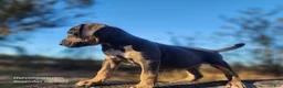 Catahoula Leopard Dog dogs for sale: Tracy II 2025 Female 1 - Ad 5