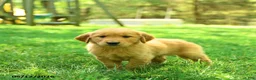 Golden Retriever dogs for sale: Parker - Ad 1