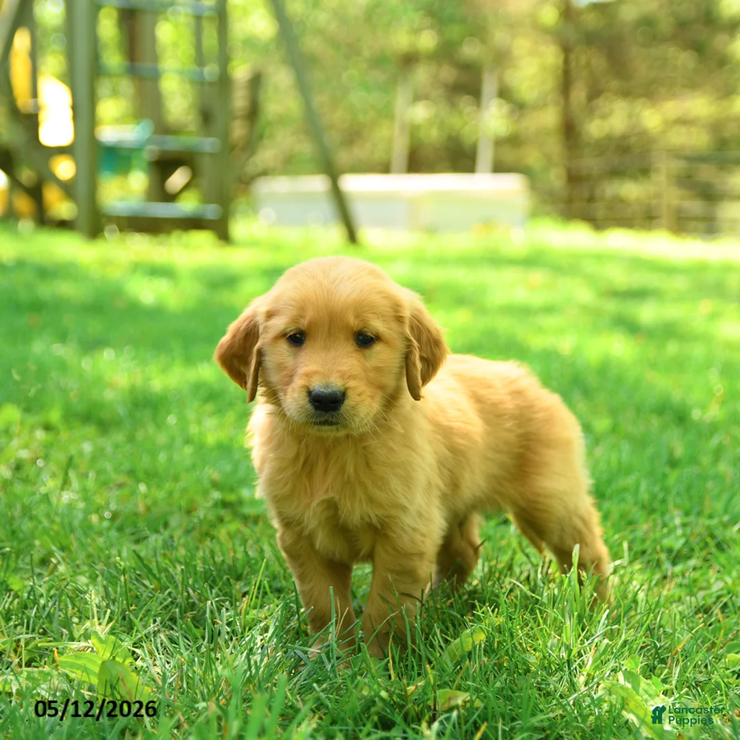 Golden Retriever dogs for sale: Parker - Ad 1