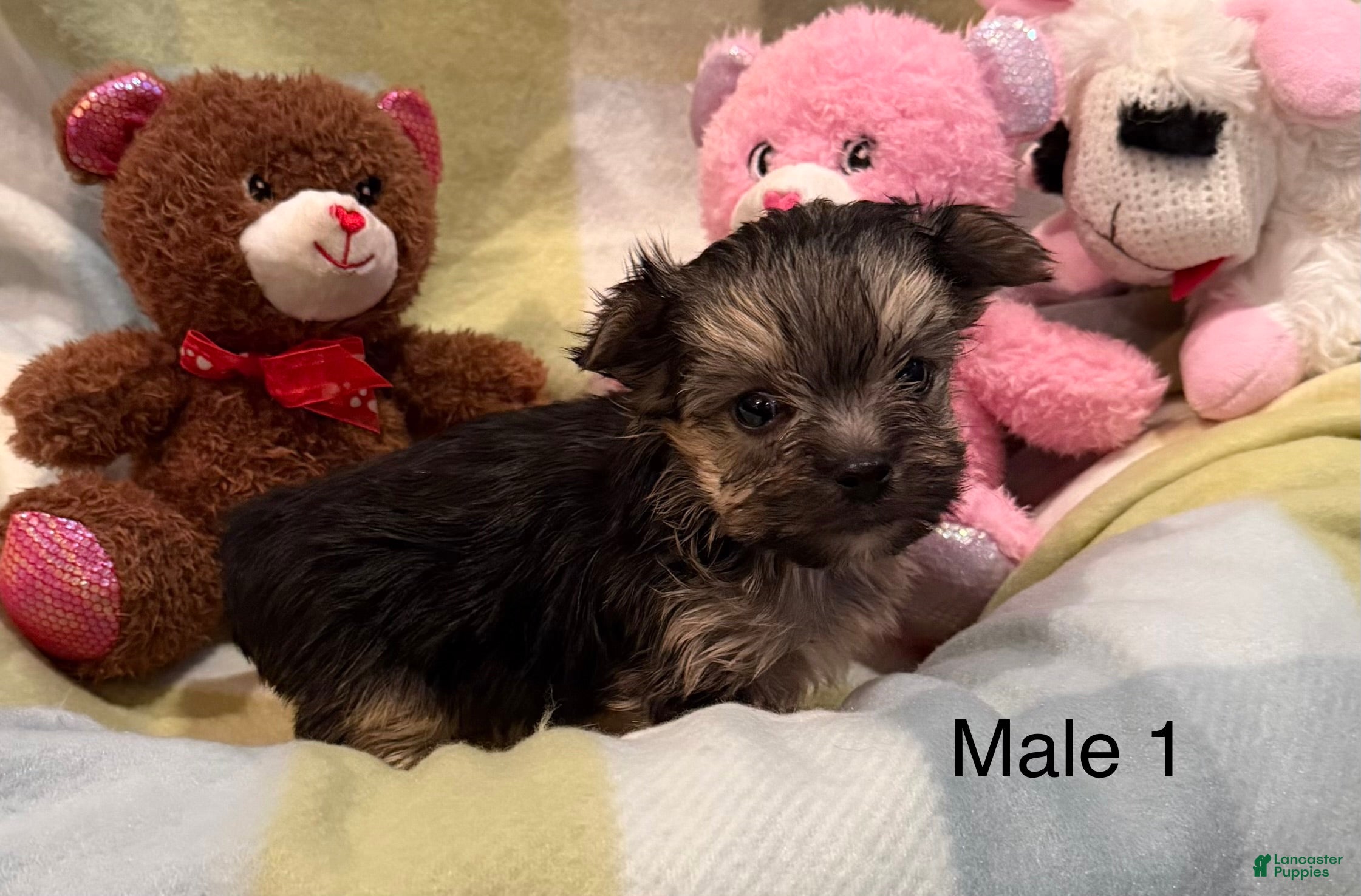 Morkie dogs Morkie Moe - Ad 2
