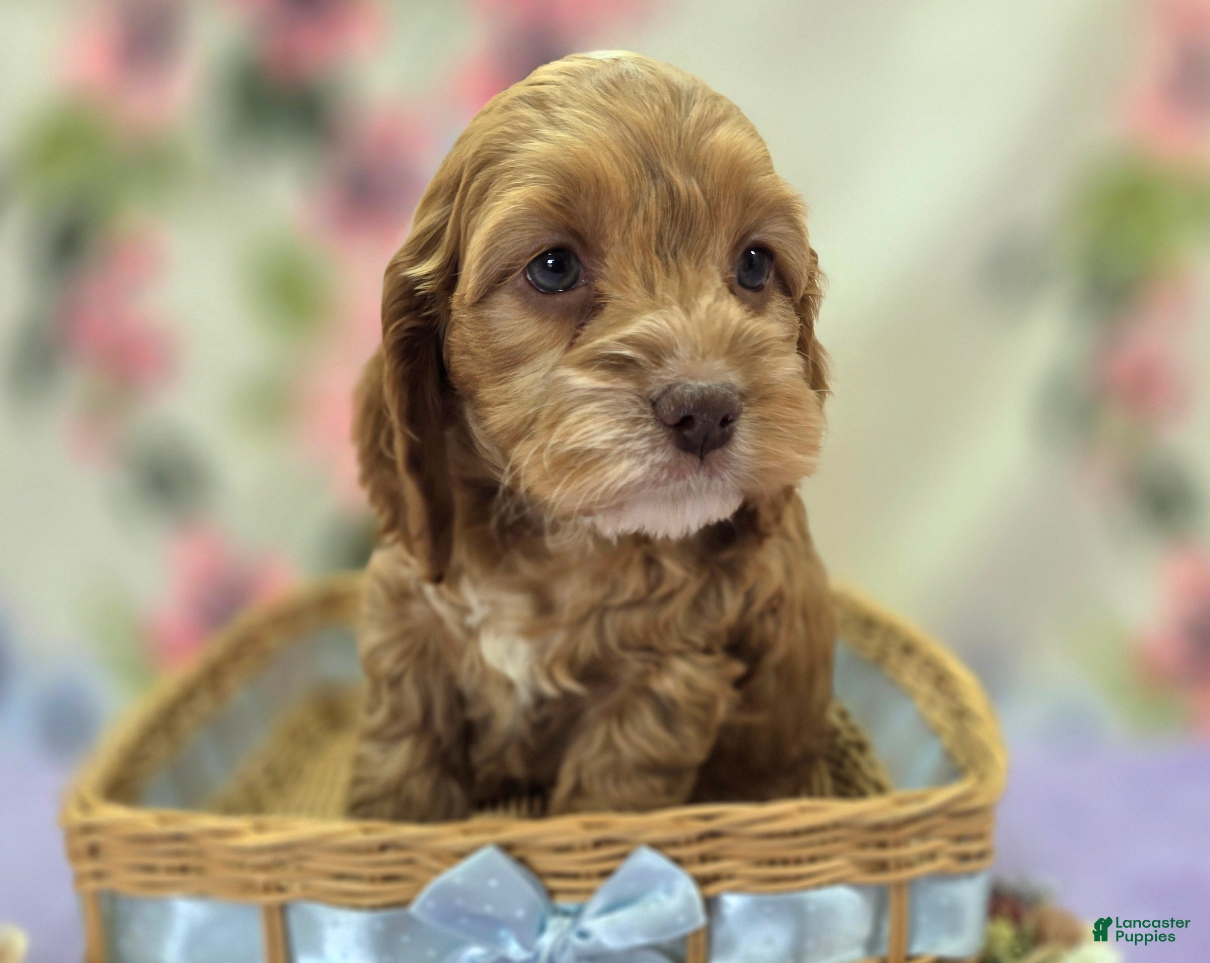 Cockapoo dogs Nimbus - Ad 17